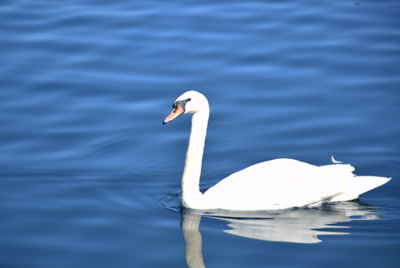 A Beautiful Swan swimming in a lakeの写真素材