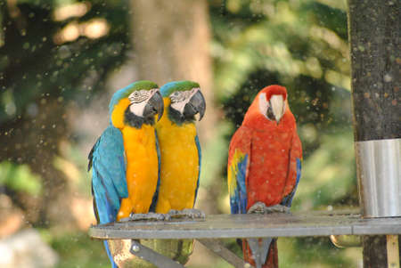 Parrots in the rain