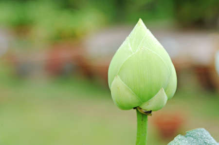 Lotus Budの写真素材