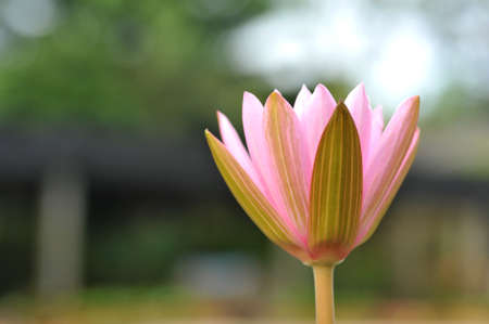 Pink Lotus Flower Budの写真素材
