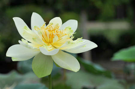 Yellow lotus flowerの写真素材