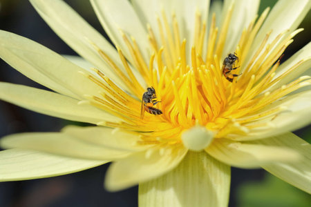 Yellow lotus flower and beesの写真素材