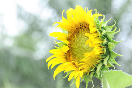 Sun flower and bokeh background  in the fieldの写真素材
