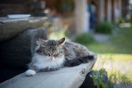 lazy catの写真素材