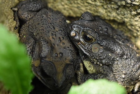 Two romantic frogsの写真素材