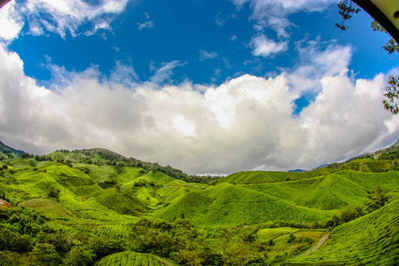 Cameron Highland