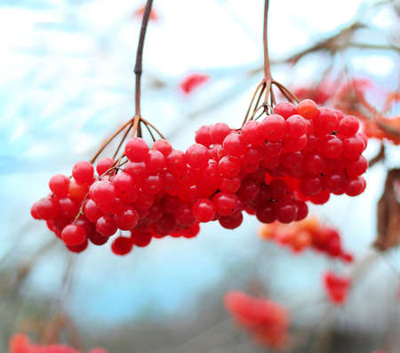 Close-up of red  viburnum berries on a branch in the garden in winter