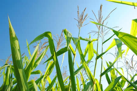 Corn Tree