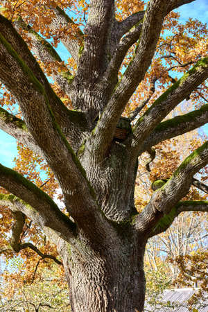 Closeup of oak tree branches