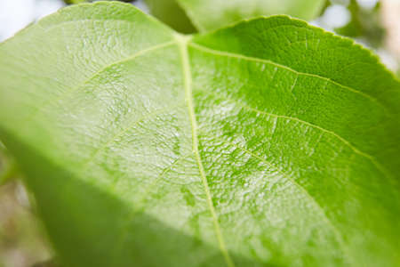 Vibrant green leaf macro close up natural backgroundの写真素材