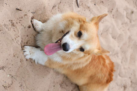 Photo of a welsh corgi close-up in natureの写真素材