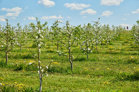 Large beautiful green apple orchard in summer