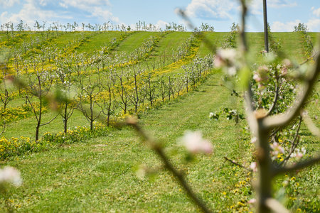 Large beautiful green apple orchard in summerの写真素材