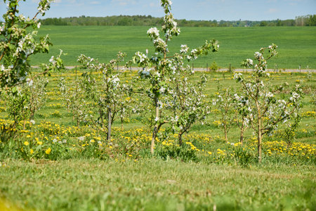 Large beautiful green apple orchard in summer