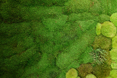 Living green moss wall in the apartment close upの写真素材