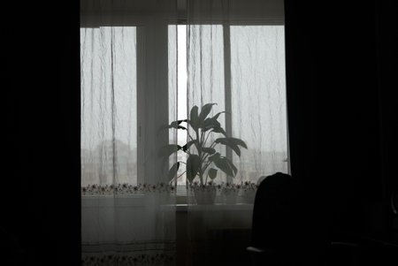 A Beautiful Silhouette of a Plant Positioned by the Window with Soft Sheer Curtains Draped