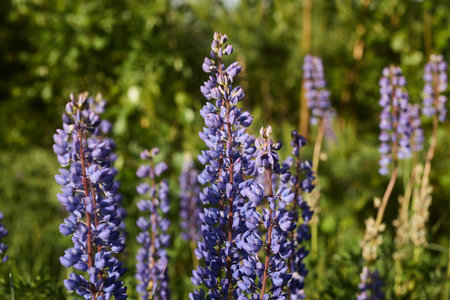 Experience the vibrant live lupines flourishing beautifully in a natural outdoor settingの写真素材