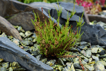A Vibrant Green Plant Positioned Within Stones in a Beautiful Garden Landscape Settingの写真素材