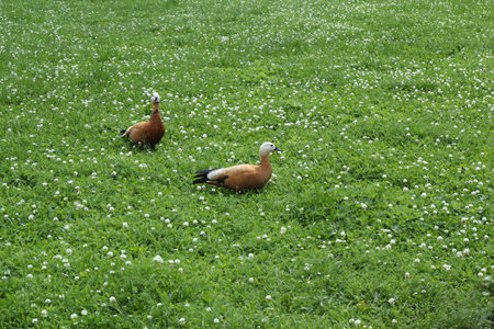 Ducks Grazing Gracefully on a Beautiful Lush Green Field in the Tranquil Countrysideの写真素材