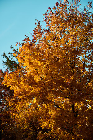 The Beautiful and Vibrant Autumn Foliage is Set Against a Clear and Bright Blue Sky Above