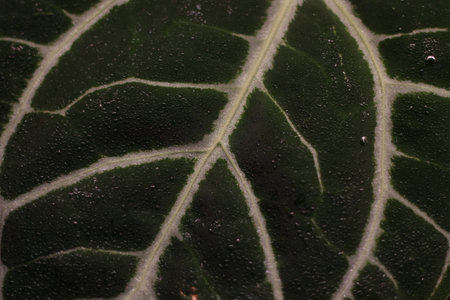 This is a closeup view of leaf veins showcasing their intricate and detailed textureの写真素材