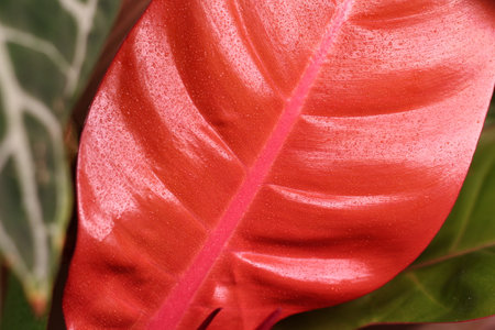 Detailed view of a vibrant red leaf set against a lush tropical green backgroundの写真素材