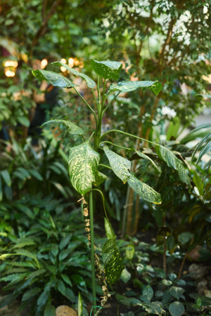 A Lush Green Plant Thrives in Its Beautiful Tropical Environment Surrounded by Nature