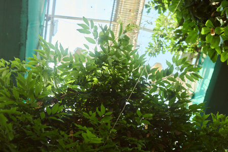 Lush and Vibrant Greenery Flourishing Beneath a Beautifully Transparent Roof Aboveの写真素材