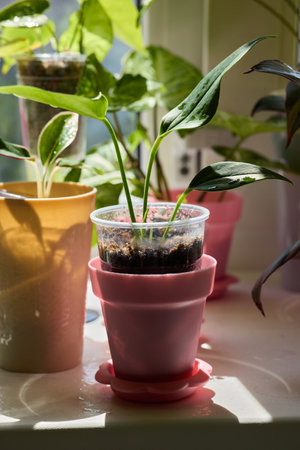 Discover Vibrant Indoor Plants Beautifully Displayed in Colorful Pots for Your Home Decorの写真素材