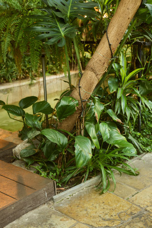 Lush Greenery and Beautiful Tropical Plants in a Modern and Inviting Garden Settingの写真素材