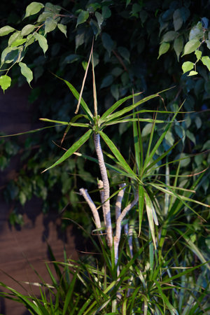 Discover Vibrant Green Indoor Plants Perfect for Enhancing Your Home Decor Aestheticsの写真素材