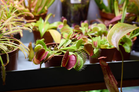 Colorful and Unique Carnivorous Plants Thriving Beautifully Indoors and in Homes