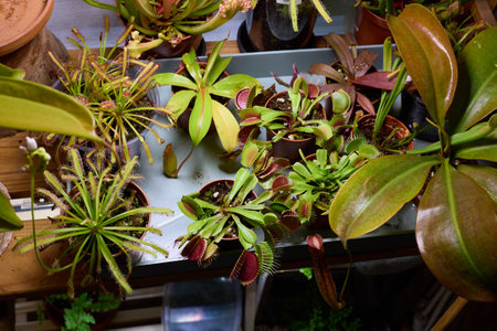 Explore a Lush and Diverse Collection of Fascinating Carnivorous Plants within an Indoor Greenhouse