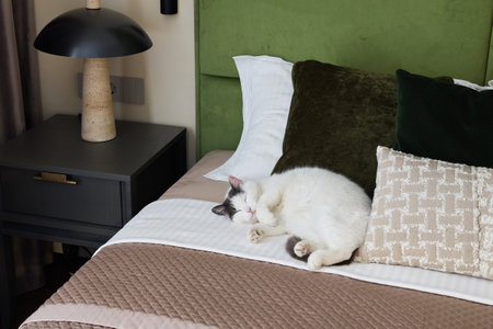 A Cozy Cat is Relaxing Comfortably on a Trendy and Stylish Bed, Enjoying Peaceful Momentsの写真素材