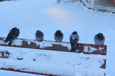 A Charming Winter Scene Featuring Birds Resting on a Snowy Bench Amidst the Cold Atmosphereの写真素材