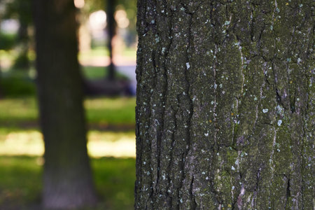 Closeup of tree bark shows intricate textures with a blurred serene park background
