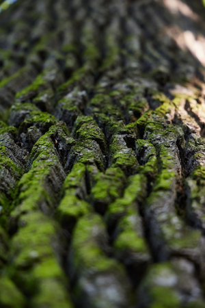 Textured Tree Bark Covered in Lush and Vibrant Green Moss That Enhances Its Beautyの写真素材