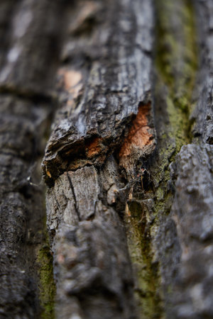 A CloseUp View of Textured Tree Bark Showcasing Beautiful Natural Patterns and Detailsの写真素材