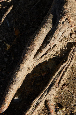 Beautifully Intricate Tree Roots Captured in Stunning Natural Light Within Natures Splendor