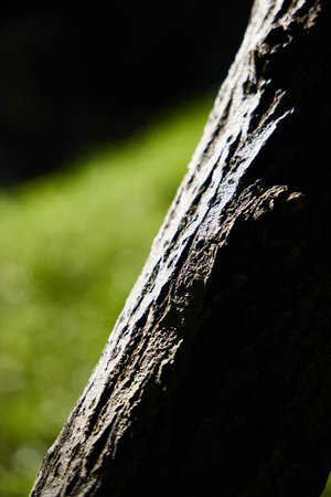 Textured Tree Bark Set Against a Soft and Lush Green Background Creating a Vibrant Sceneの写真素材