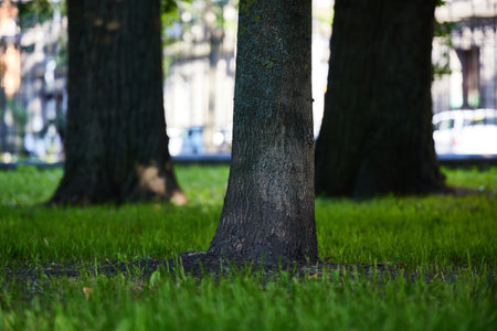 Tranquil Tree Trunks Nestled Surrounded by Lush, Vibrant Green Grass in Natures Embrace