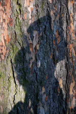 The mesmerizing Shadow Play on Tree Bark showcases its intricate beauty and artistic depthの写真素材