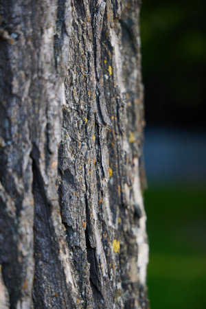 A closeup view of tree bark showcasing intricate texture and captivating patterns