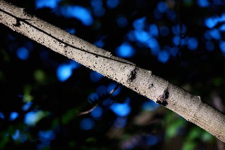 Natures Serenity A CloseUp of a Tree Branch Capturing Its Intricate Beauty and Calmness