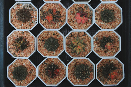 A beautiful collection of various Cacti displayed in stylish hexagonal pots for home decor