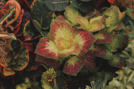 A stunningly vibrant succulent adorned with colorful foliage nestled in a lush arrangement