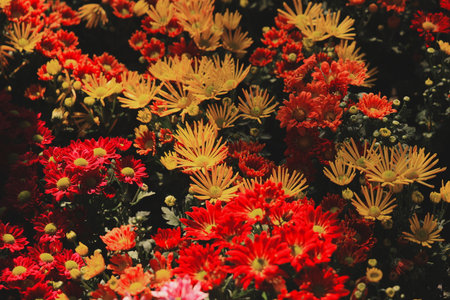 A Beautiful and Vibrant Floral Arrangement Featuring Stunning Red and Yellow Bloomsの写真素材