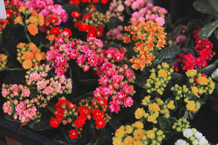 The Vibrant Kalanchoe Flowers Available in a Variety of Gorgeous Colors