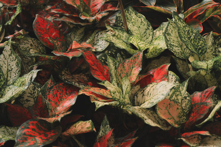A CloseUp View of Vibrant Variegated Leaves That Showcase Their Stunning Details and Colorsの写真素材