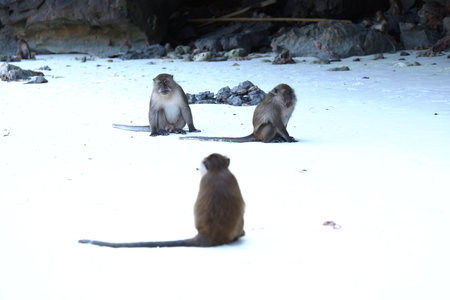 Playful monkeys explore a stunning beach landscape together near the vast ocean watersの写真素材